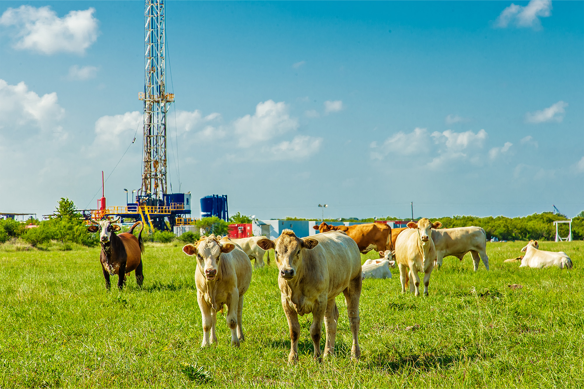 An oil well in the background with a herd of cattle in the foreground.