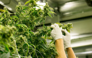 Cannabis Plant Marijuana Indoor Farm