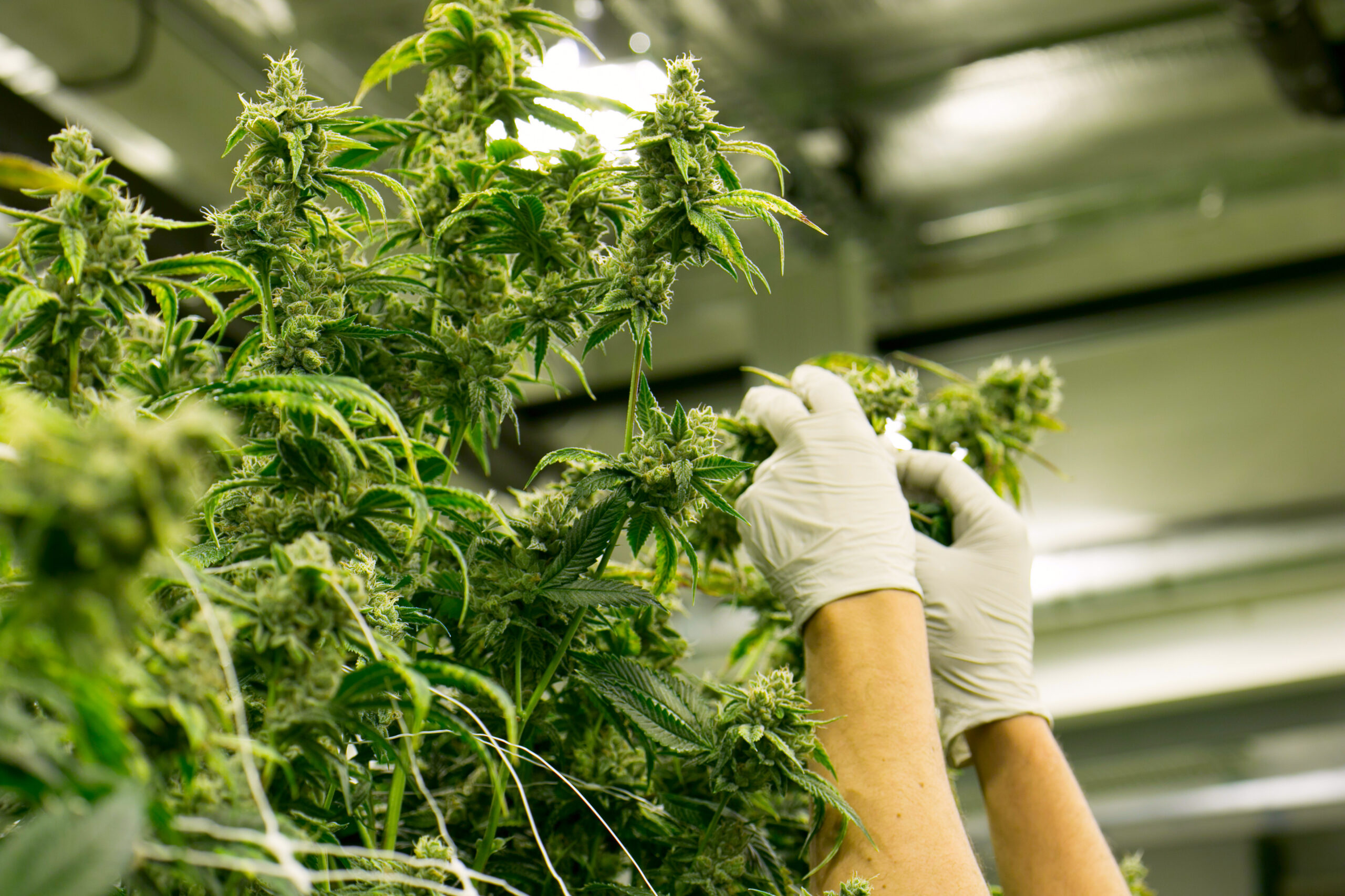 Cannabis Plant Marijuana Indoor Farm