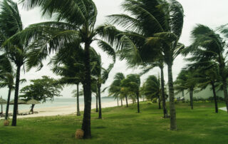 National Hurricane Preparedness Week - Palm trees on the seashore in windy weather. Tropical breeze.