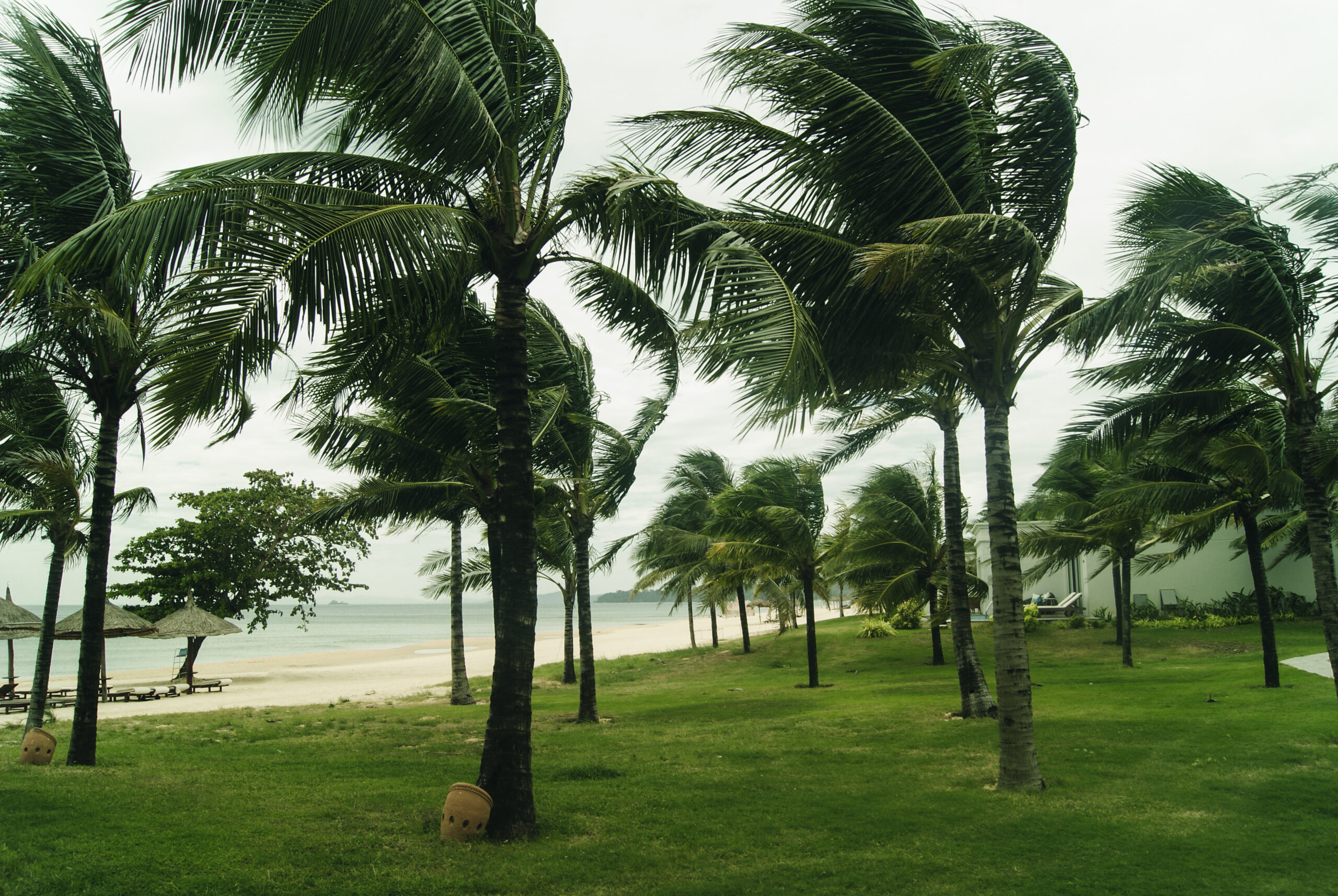 National Hurricane Preparedness Week - Palm trees on the seashore in windy weather. Tropical breeze.