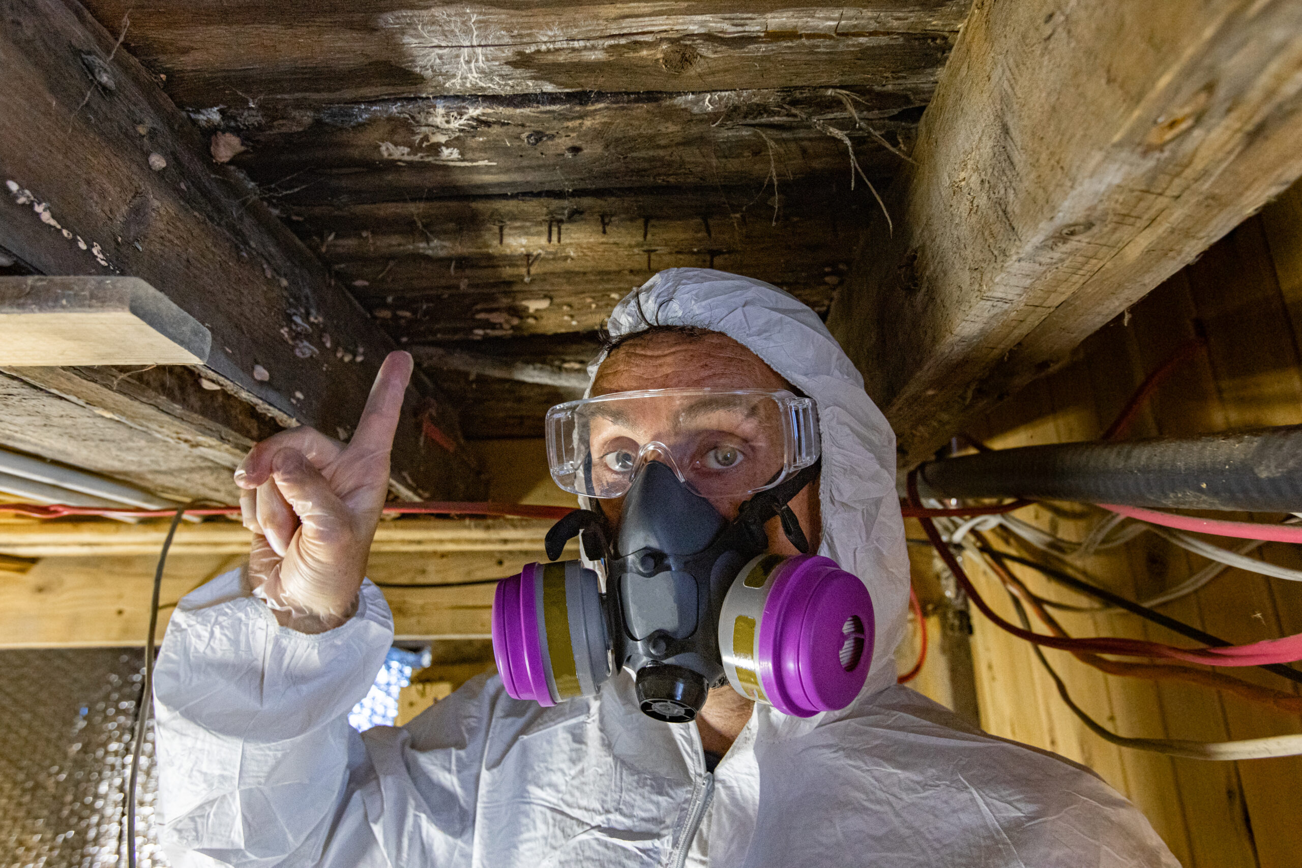 Keep Mold Out of Your Home: An indoor home inspector points towards condemned wood inside a domestic building, white fungi are seen growing on joists and floor planks, rotting wood indoor
