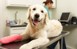 The benefits of providing pet insurance: a dog with a cast on its front right leg sitting on a veterinarian table.