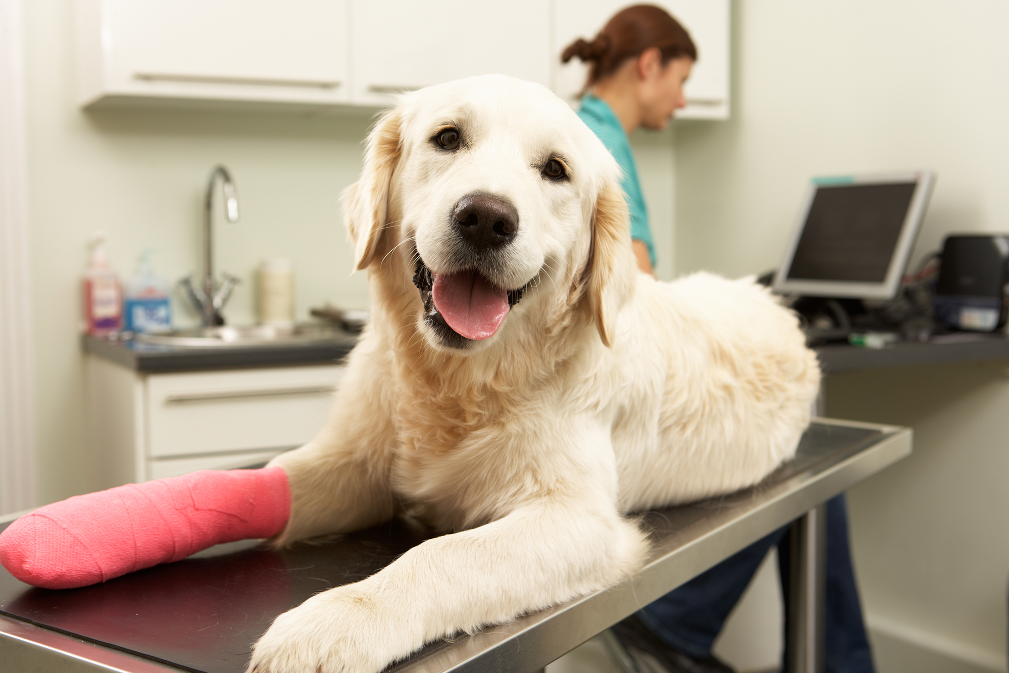 The benefits of providing pet insurance: a dog with a cast on its front right leg sitting on a veterinarian table.