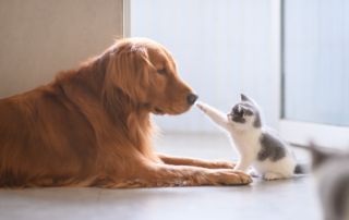 As the number of American households welcoming a pet continues its 30- year climb, now including more than 66% nationwide according to recent surveys, their role in our families and fabric of daily life has transformed dramatically.