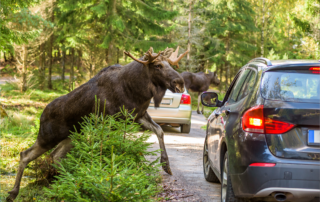 Fall is a beautiful time of year, but it’s also when most wildlife-vehicle collisions occur. More than 300,000 of such incidents happen yearly between October and December, according to the Federal Highway Administration.